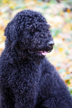 Tortum Park siyah köpek