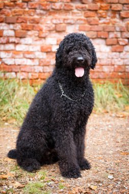 Tortum Park siyah köpek