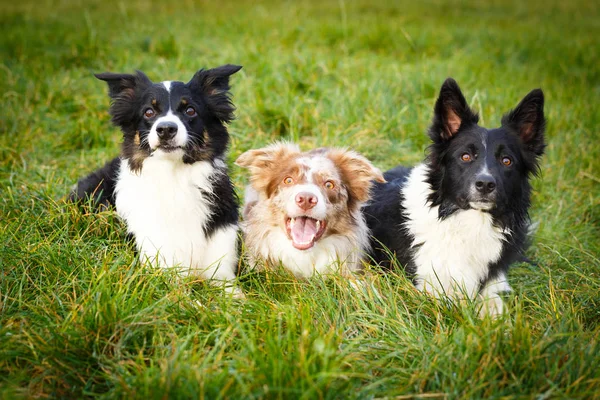 Schwarzer Hund im Herbstpark — Stockfoto