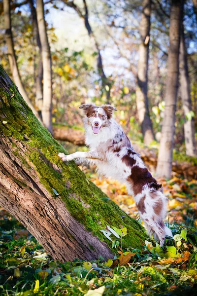 Schwarzer Hund im Herbstpark — Stockfoto