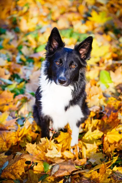 Cane nero nel parco autunnale — Foto Stock