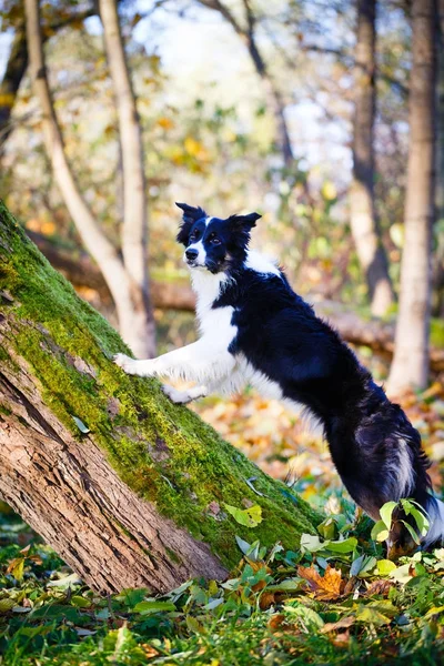 Zwarte hond in autum park — Stockfoto