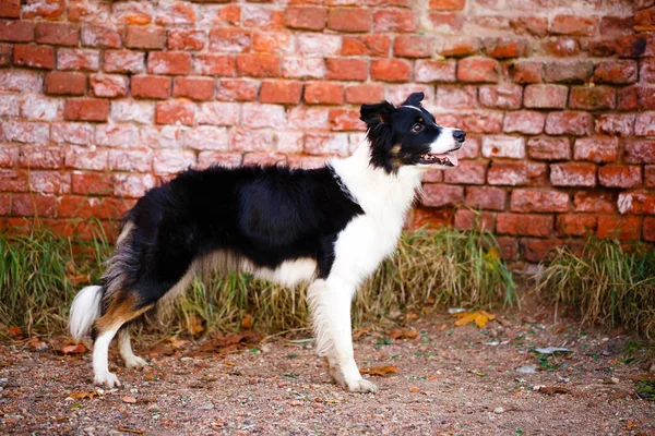 Cane nero nel parco autunnale — Foto Stock