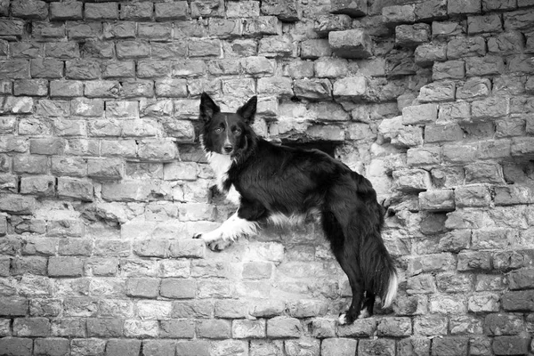 Cão preto no parque autum — Fotografia de Stock