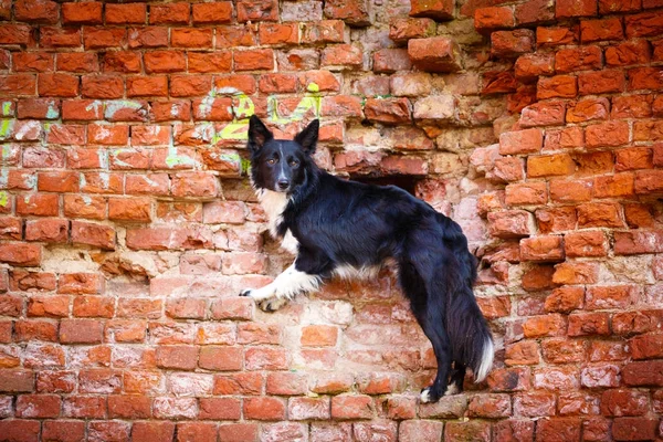 Black dog in autum park — Stock Photo, Image