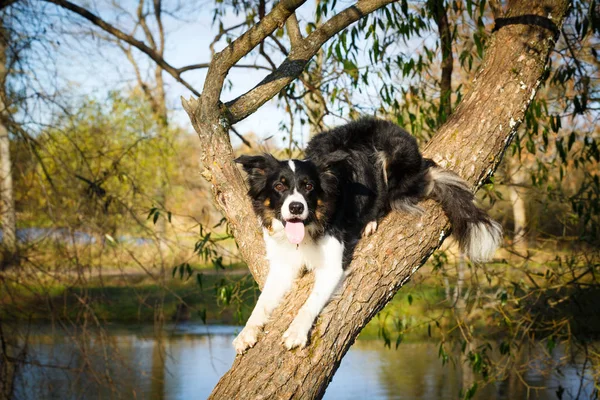 Tortum Park siyah köpek — Stok fotoğraf