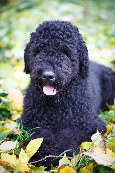 Black dog in autum park — Stock Photo, Image