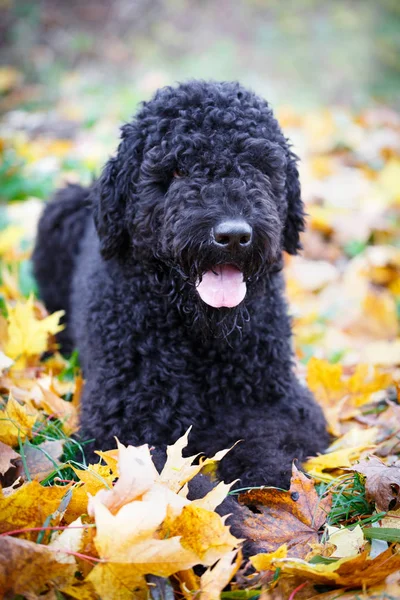 Czarny pies w parku autum — Zdjęcie stockowe