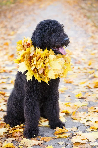 秋天公园的黑狗 — 图库照片