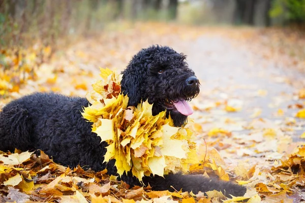 Chien noir dans le parc de l'autum — Photo