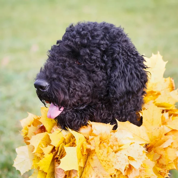 秋天公园的黑狗 — 图库照片