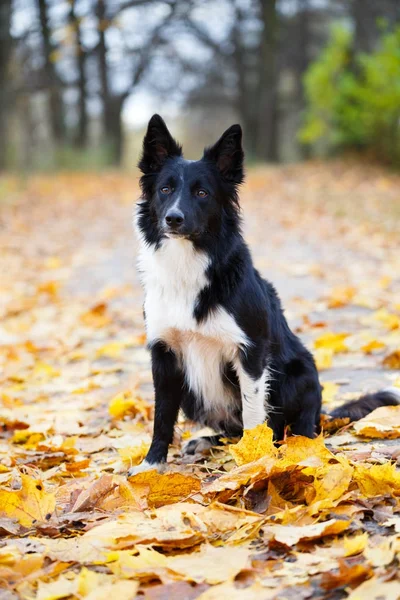 Black dog in autum park — Stock Photo, Image