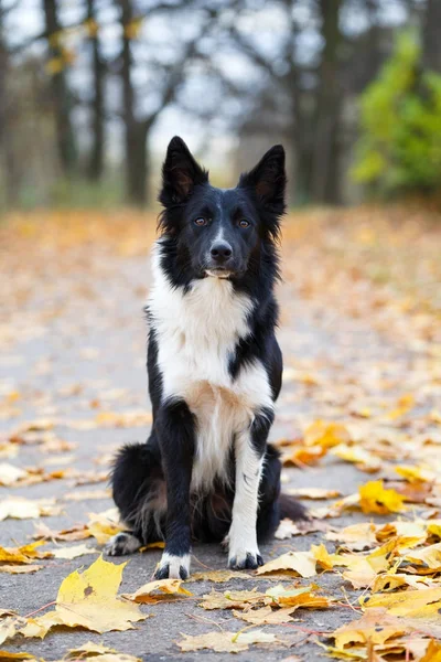 Tortum Park siyah köpek — Stok fotoğraf