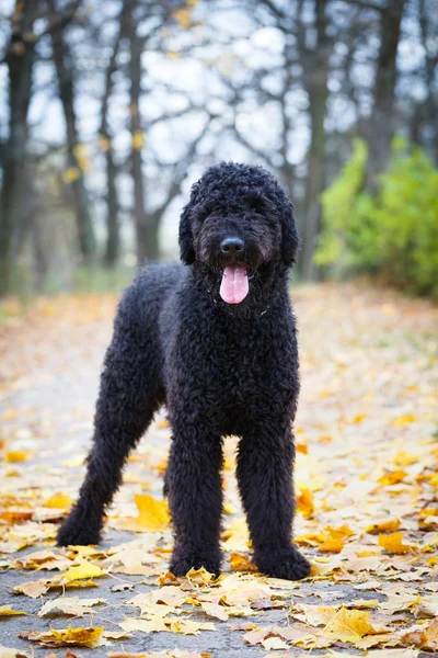 Chien noir dans le parc de l'autum — Photo