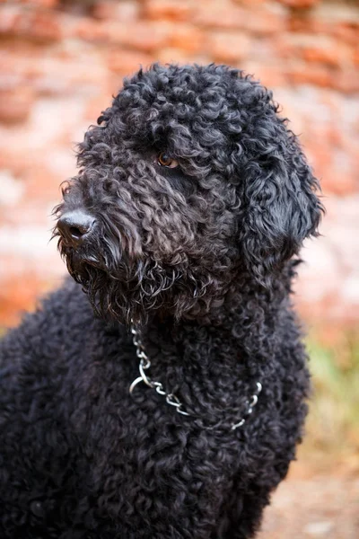 Zwarte hond in autum park — Stockfoto
