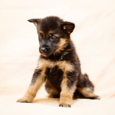 Shepherd köpek yavrusu