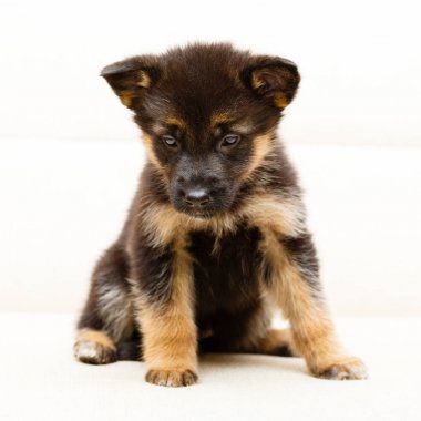 Shepherd köpek yavrusu