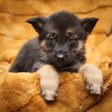Shepherd köpek yavrusu