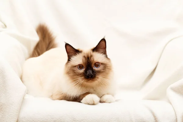 Sacred Cat Burma — Stock Photo, Image