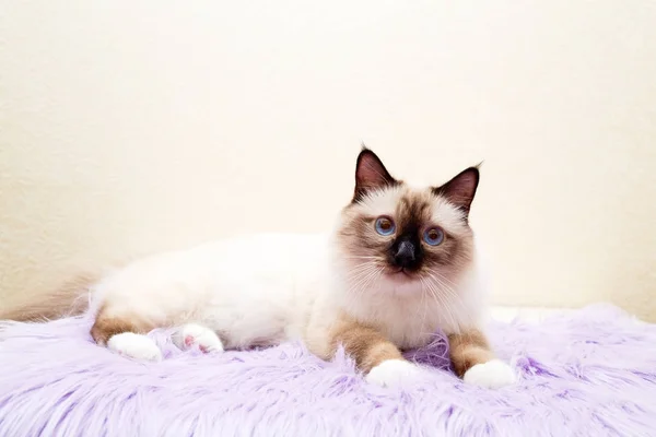 Sacred Cat Burma — Stock Photo, Image