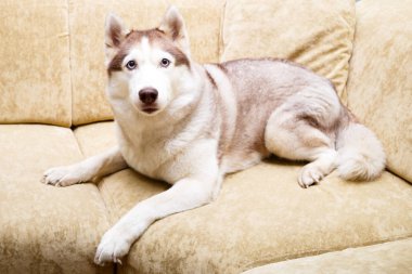 Siberian dış yapraklar evde