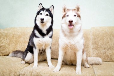 Siberian dış yapraklar evde