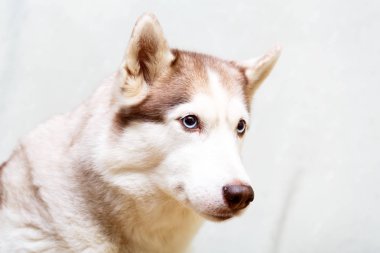 Siberian dış yapraklar evde