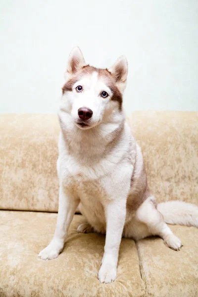 Siberian Husky Home — Stock Photo, Image