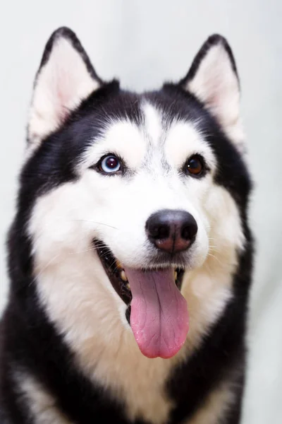 Sibirischer Husky Hause — Stockfoto