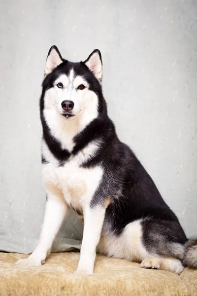 Husky Sibérien Maison — Photo