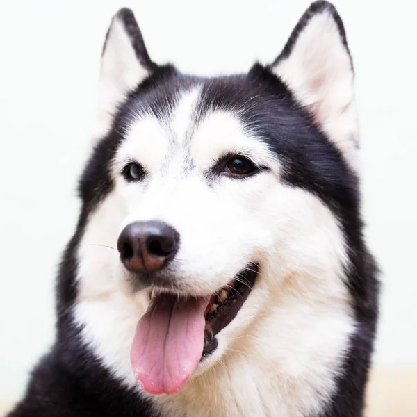 Sibirischer Husky Hause — Stockfoto