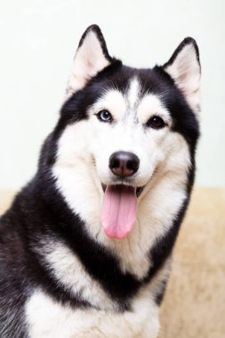 Siberian dış yapraklar evde