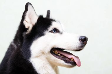 Siberian dış yapraklar evde