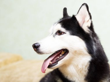 Siberian dış yapraklar evde