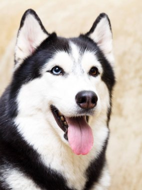 Siberian dış yapraklar evde