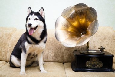 Siberian dış yapraklar evde