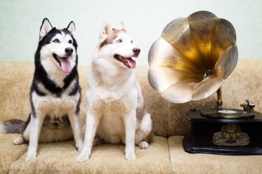 Siberian dış yapraklar evde