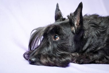 Siyah İskoç korkunç köpek