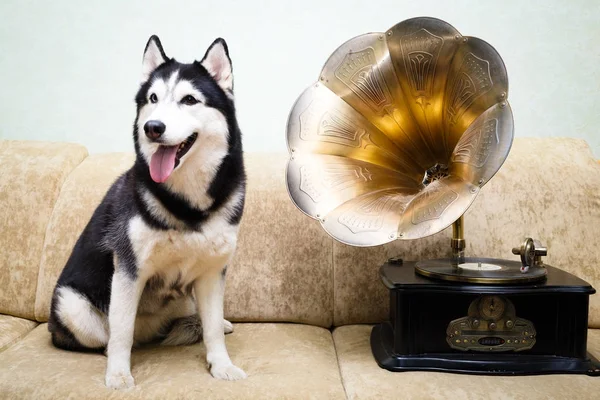 Siberian dış yapraklar evde