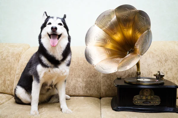 Siberian dış yapraklar evde