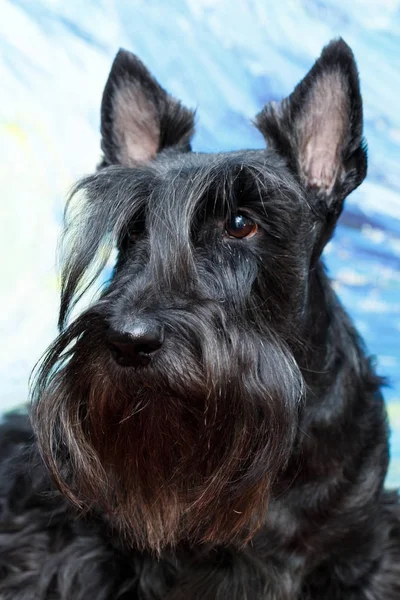 Black Scottish Terrier Dog — Stock Photo, Image