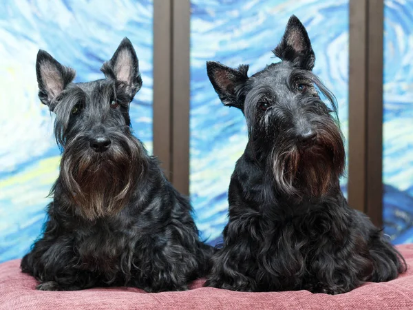 Negro Escocés Terrier Perro — Foto de Stock