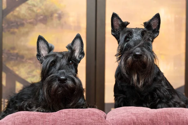 Negro Escocés Terrier Perro — Foto de Stock