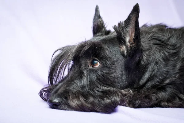 Cão Terrier Escocês Preto — Fotografia de Stock