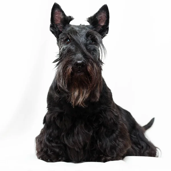 Black Scottish Terrier Cane — Foto Stock