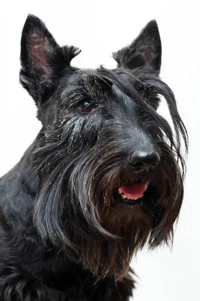 Negro Escocés Terrier Perro — Foto de Stock