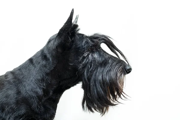 Black Scottish Terrier Cane — Foto Stock