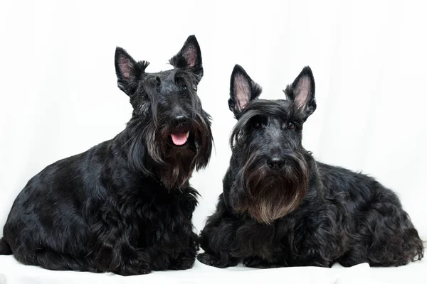 Schwarzer Schottischer Terrier Hund — Stockfoto