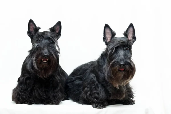 Negro Escocés Terrier Perro —  Fotos de Stock