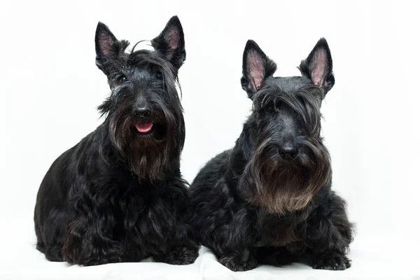 Negro Escocés Terrier Perro —  Fotos de Stock